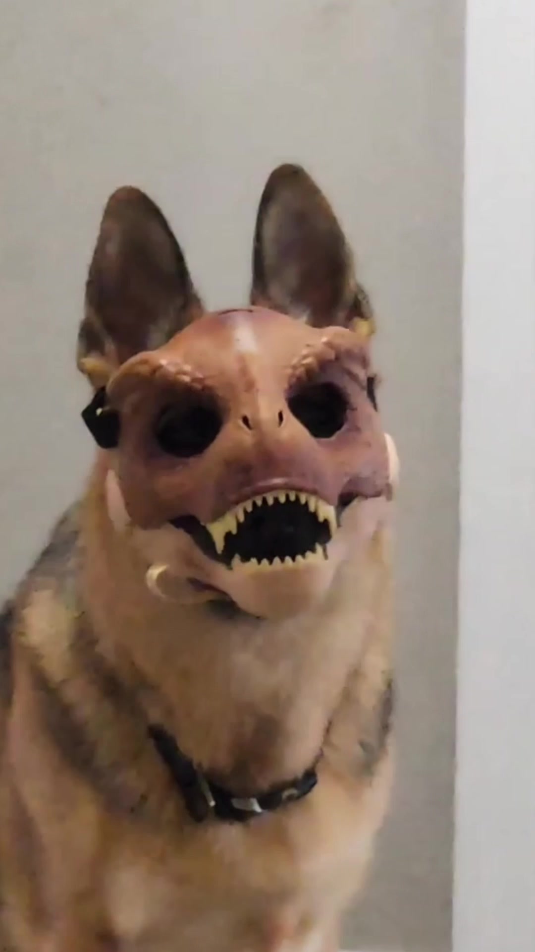 @Rufus Goodboy