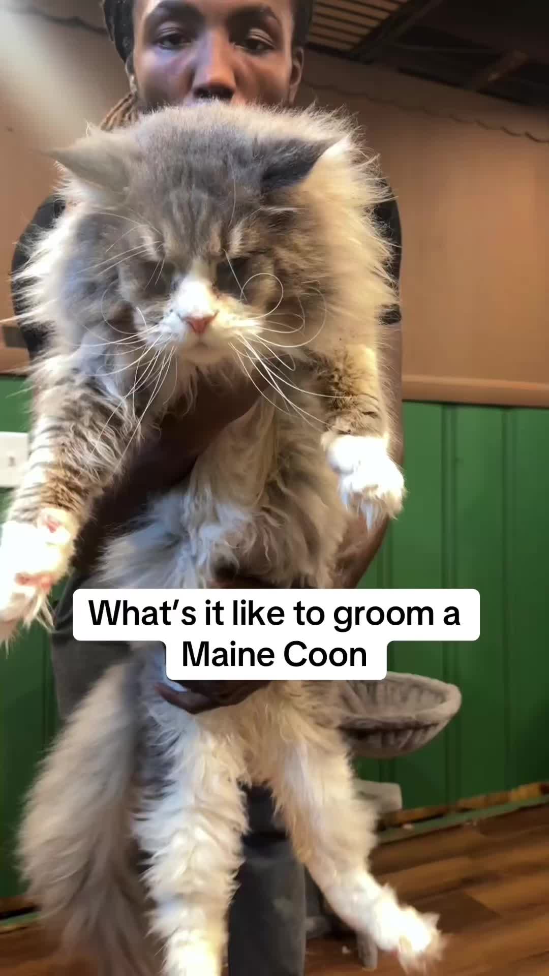 @Tycoon_Mainecoons