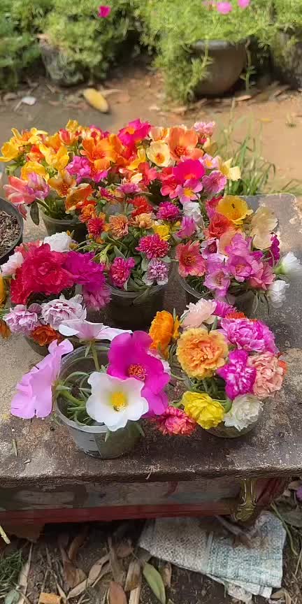 @Xeema_Nursery