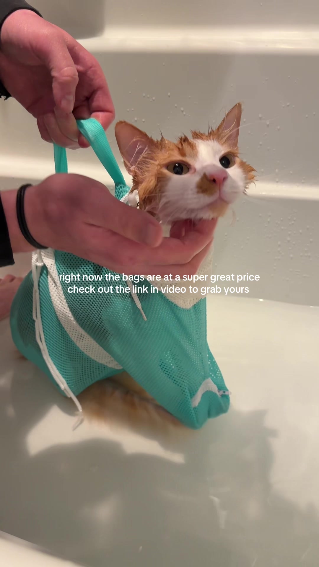 @Teddy, Bubbles, & Biscuit