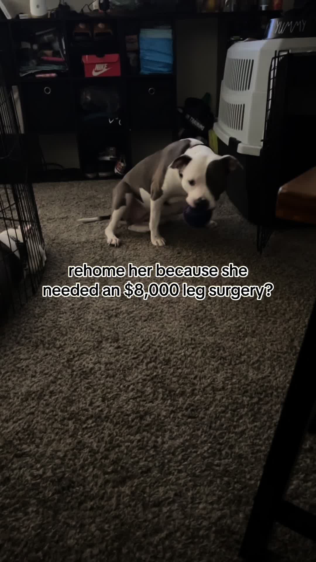 @kai•thedogmother🐾