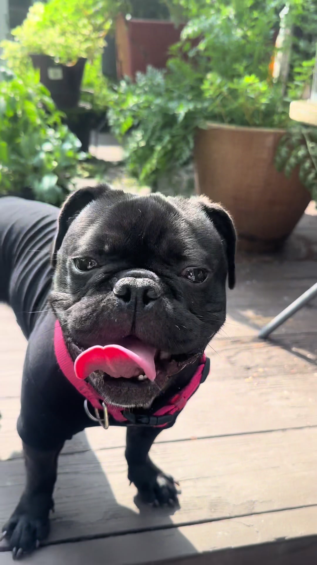 @Hound House Treats
