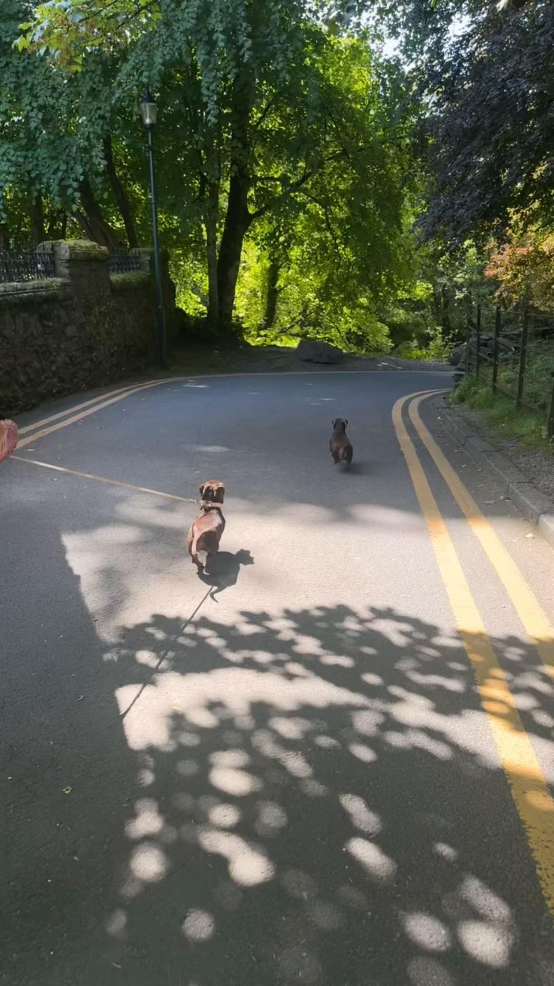 @ciciolive_mini_weiners