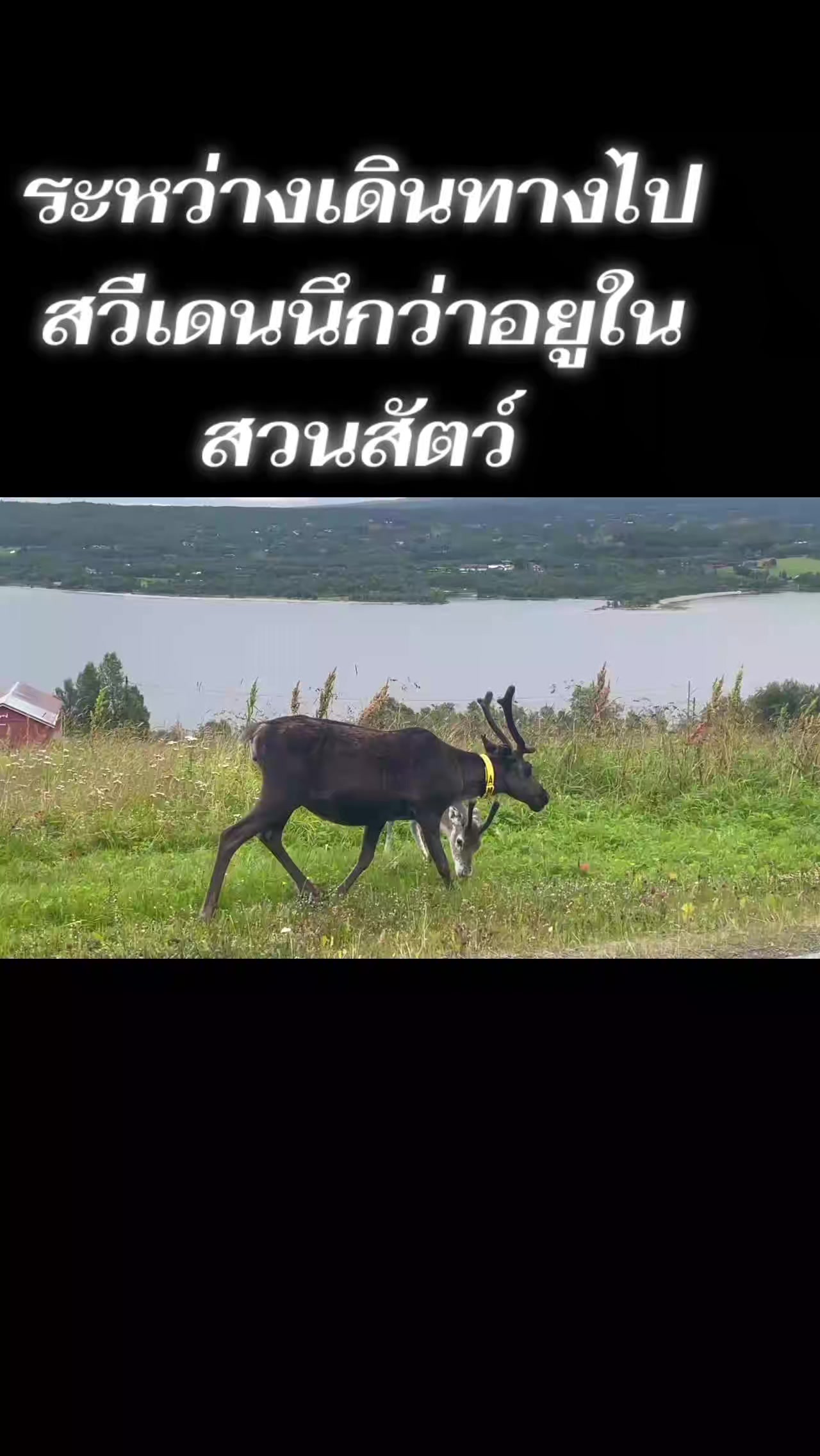 @Chutima Sripaeng