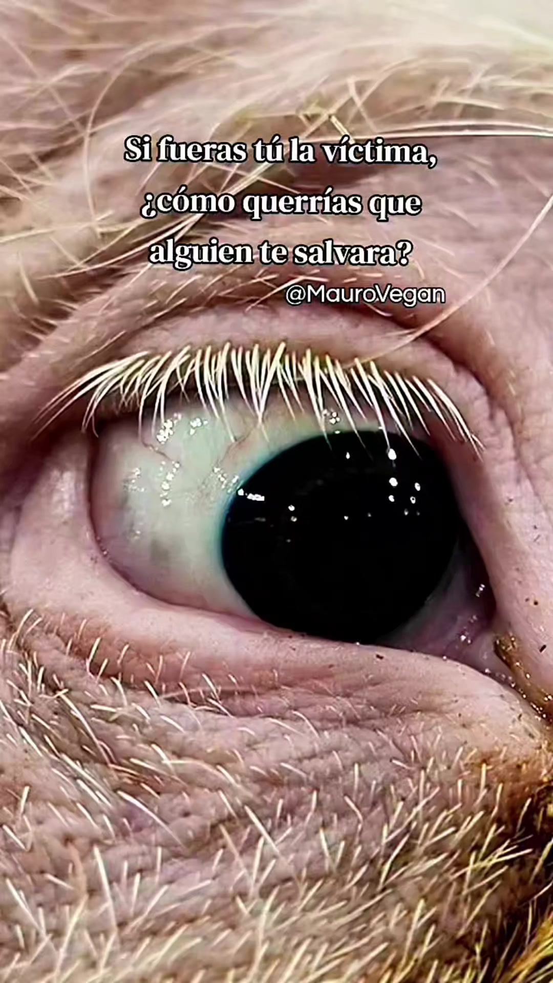 @Mauro Vegan🐑