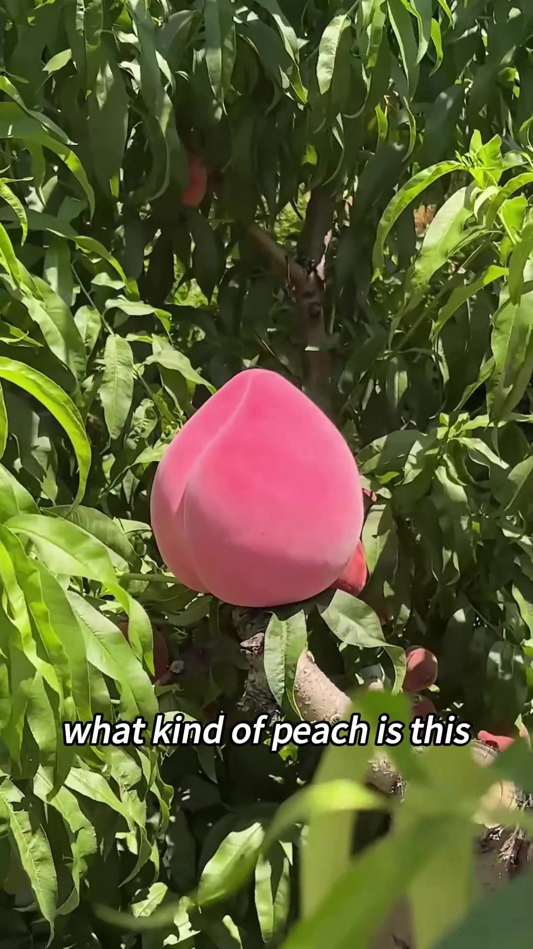@deaifbydcv9