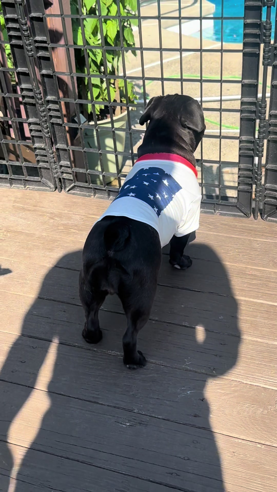 @Hound House Treats