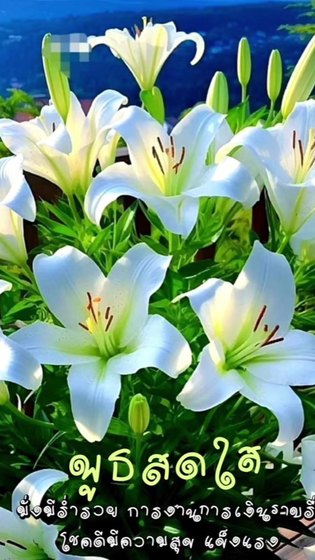 @Orasa mokkhdksoongg