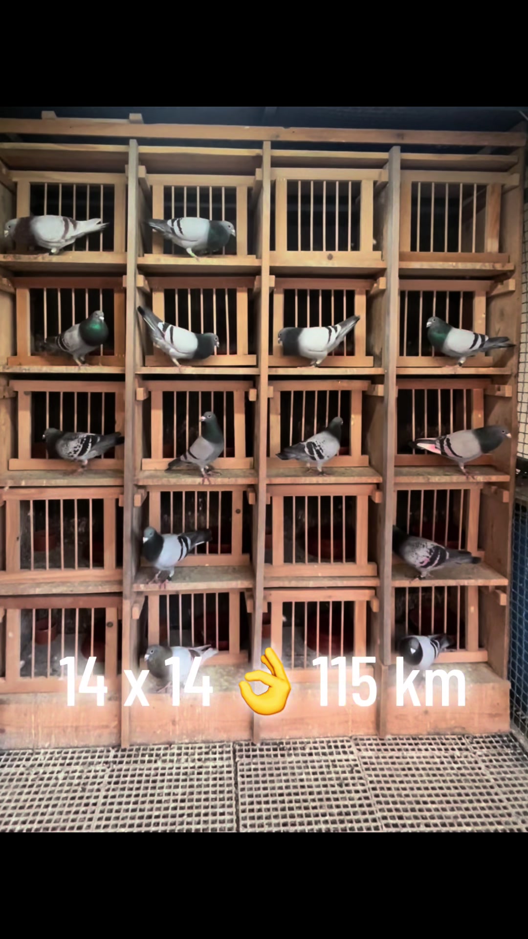 @trajkoohrid