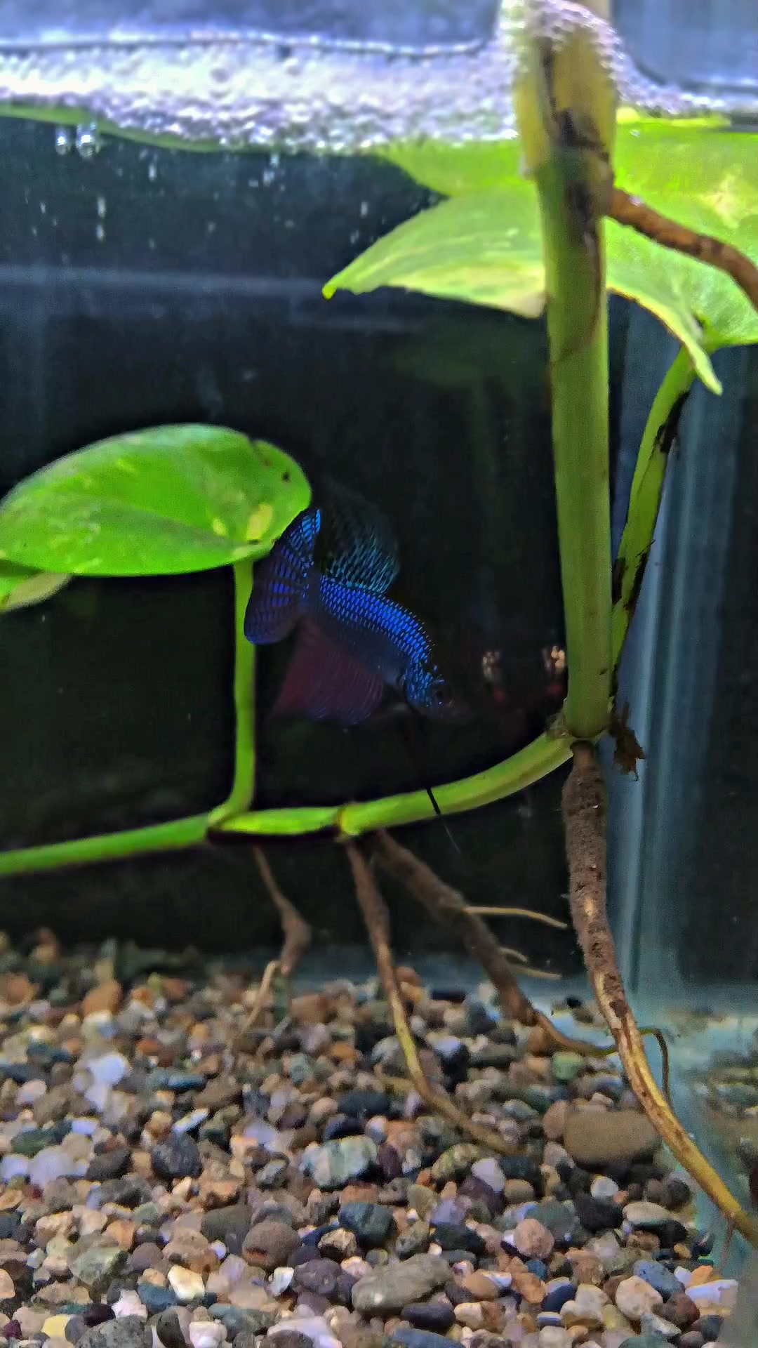 @JRISON.Betta