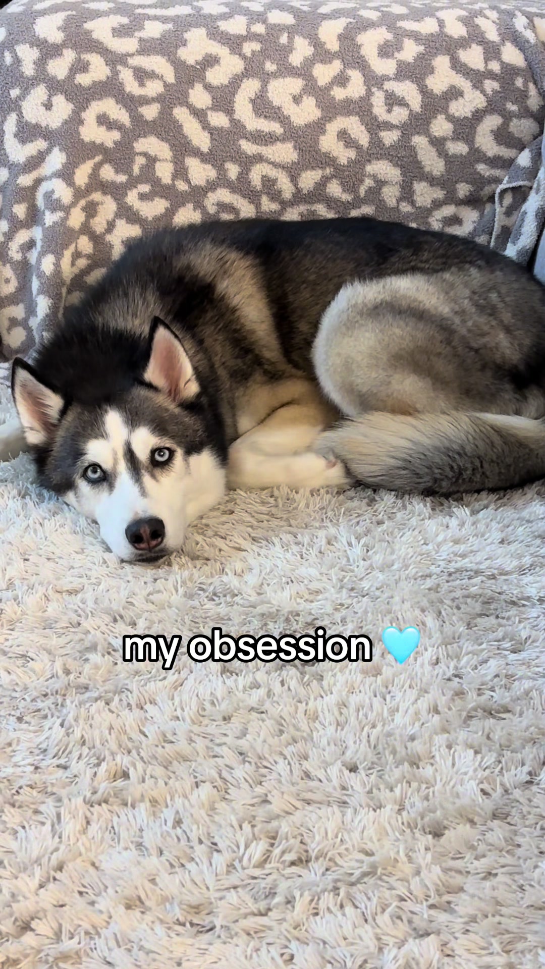 @lifewith2huskies