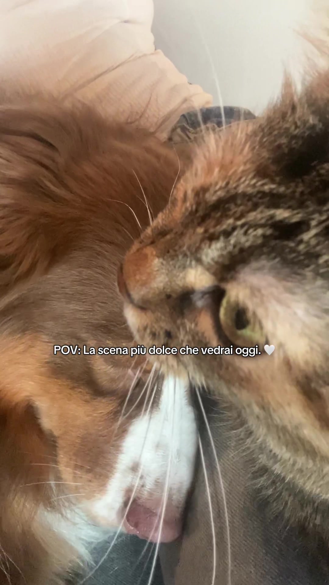 @Noeandfur 🐶🐾
