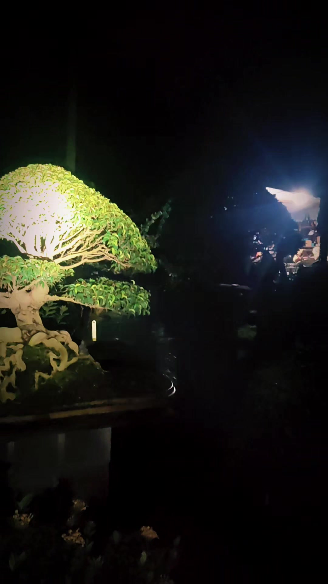 @Ak-en Bonsai