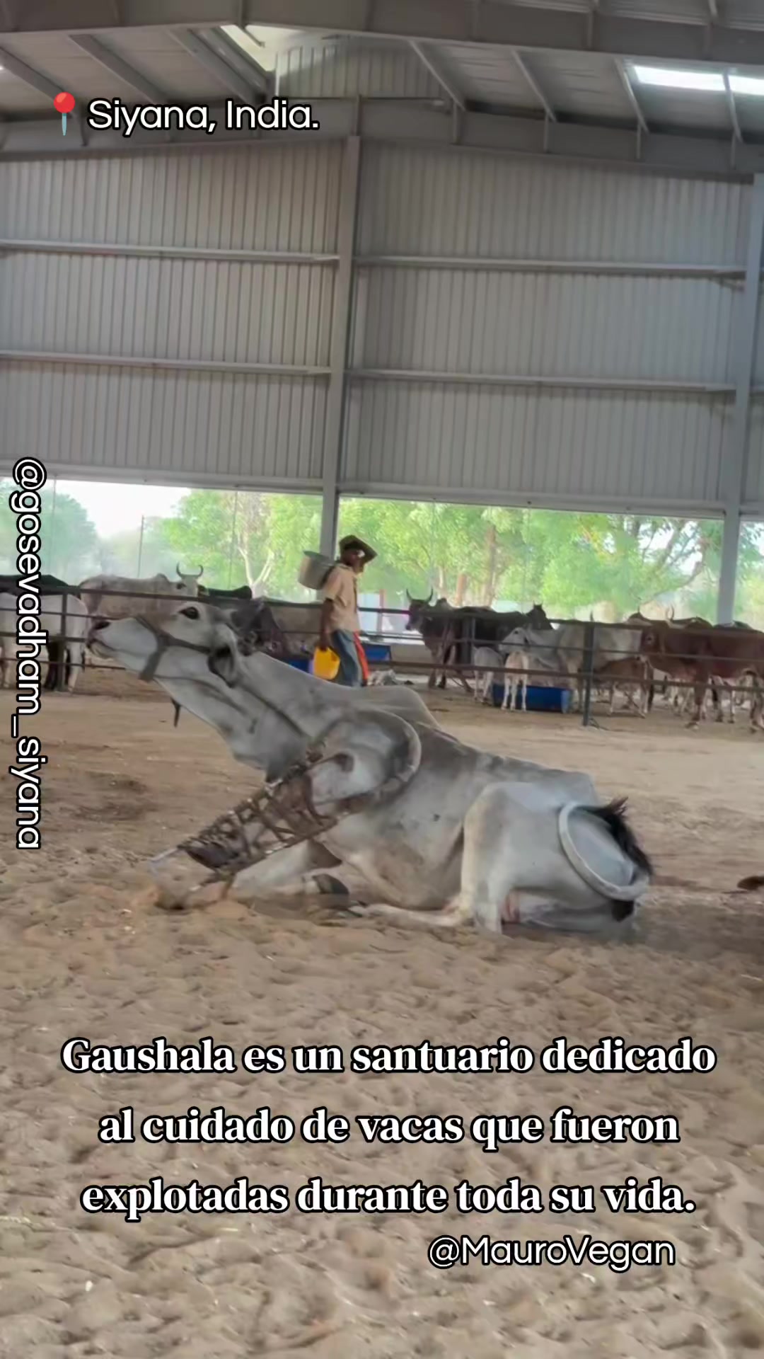 @Mauro Vegan🐑