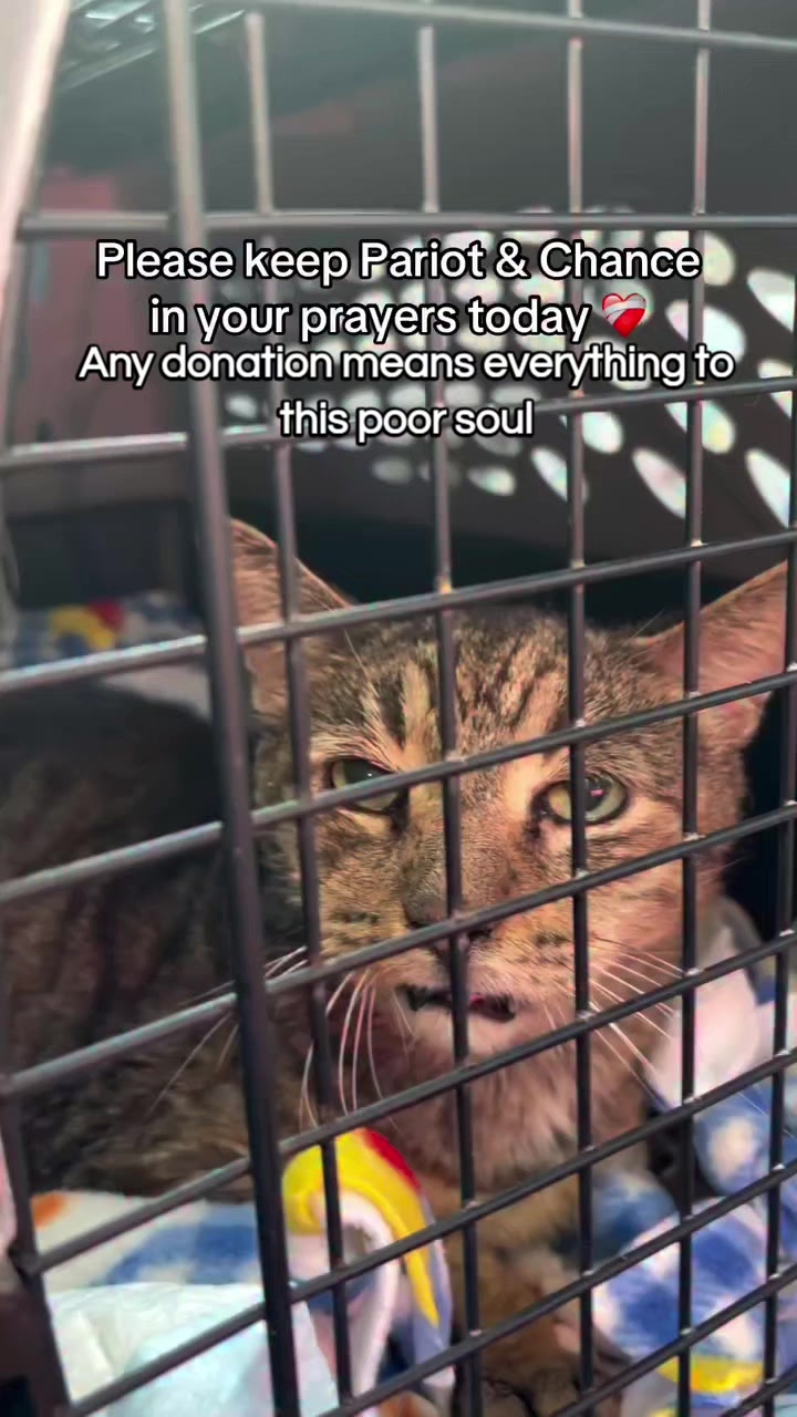 @united Stray haven