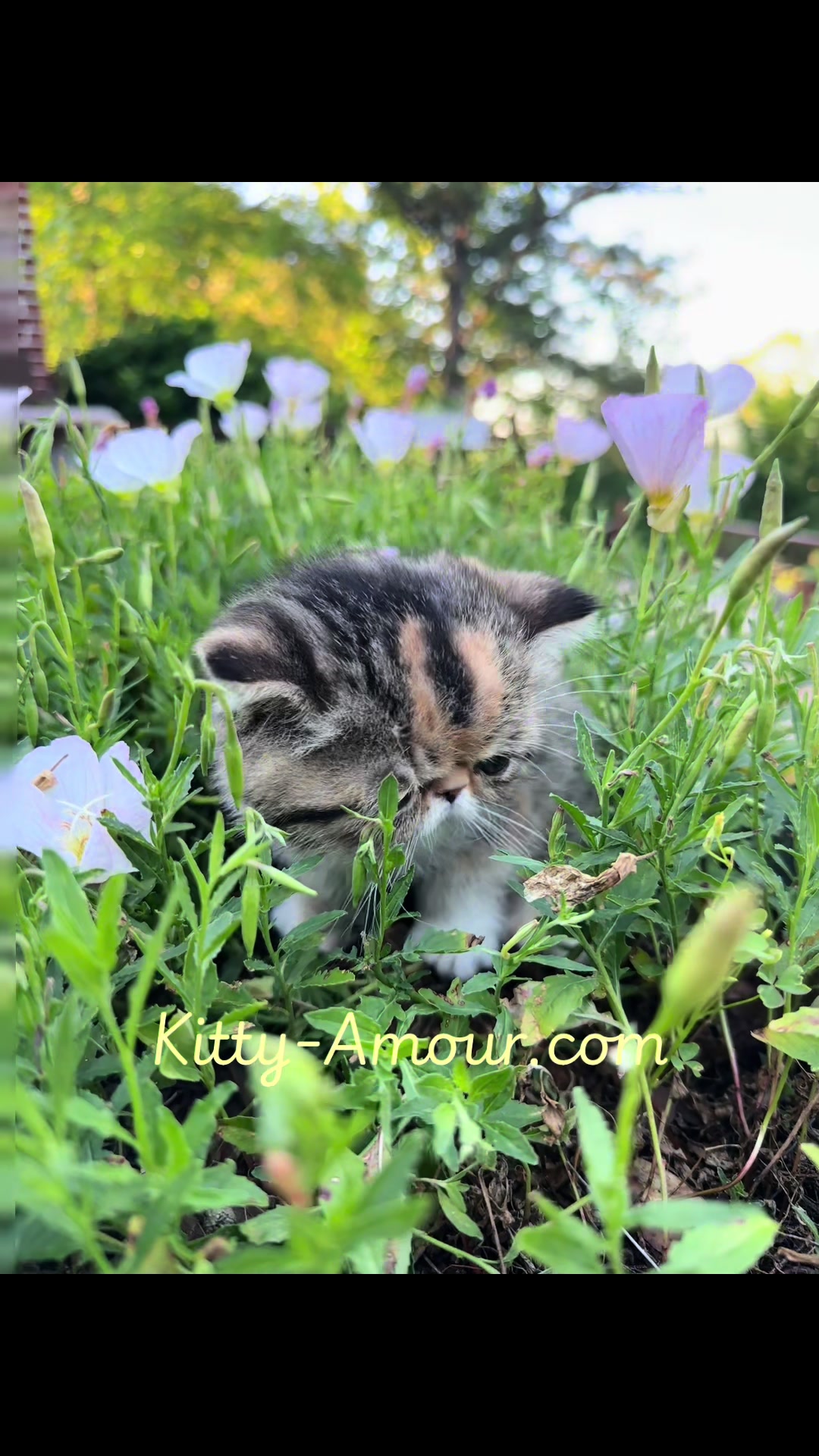 @KittyAmourCattery