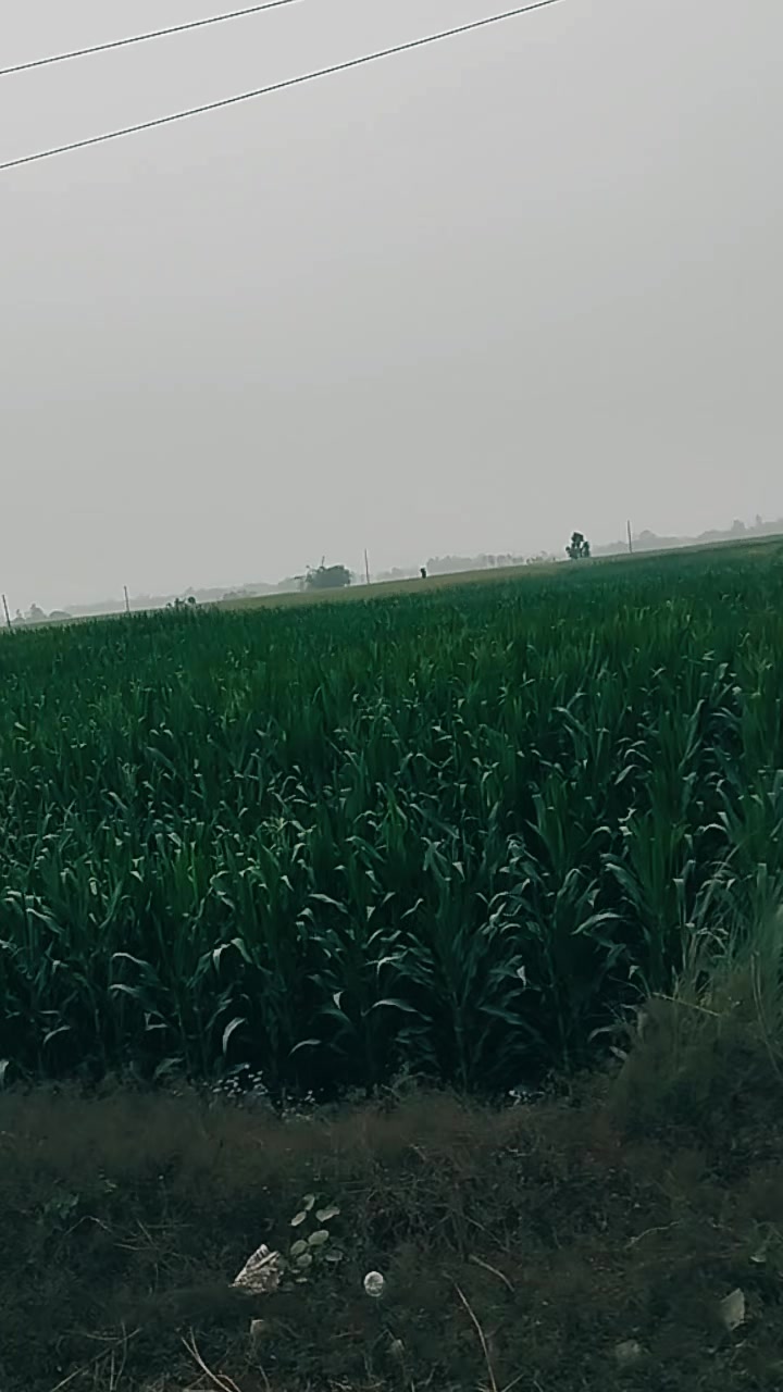 @rinasingh