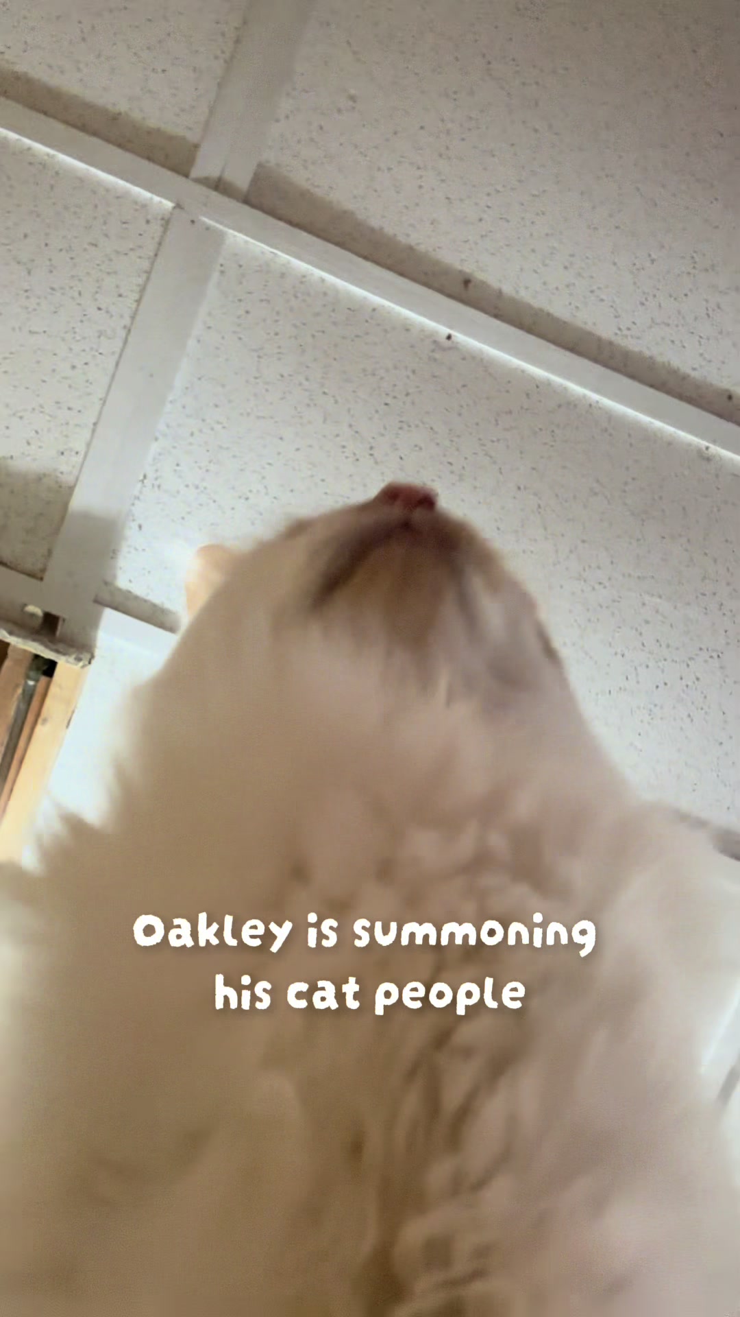 @oakleyhugs
