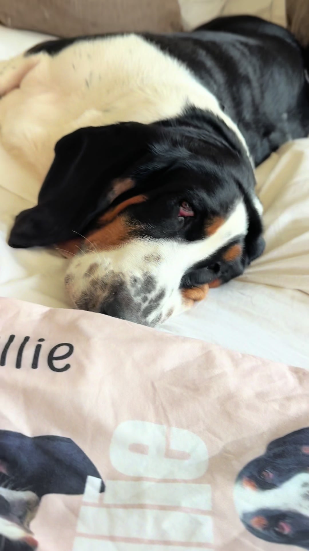 @🐾BillieBasset🐾