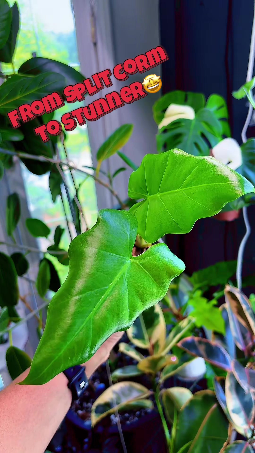 @PlantLadyNico🪴