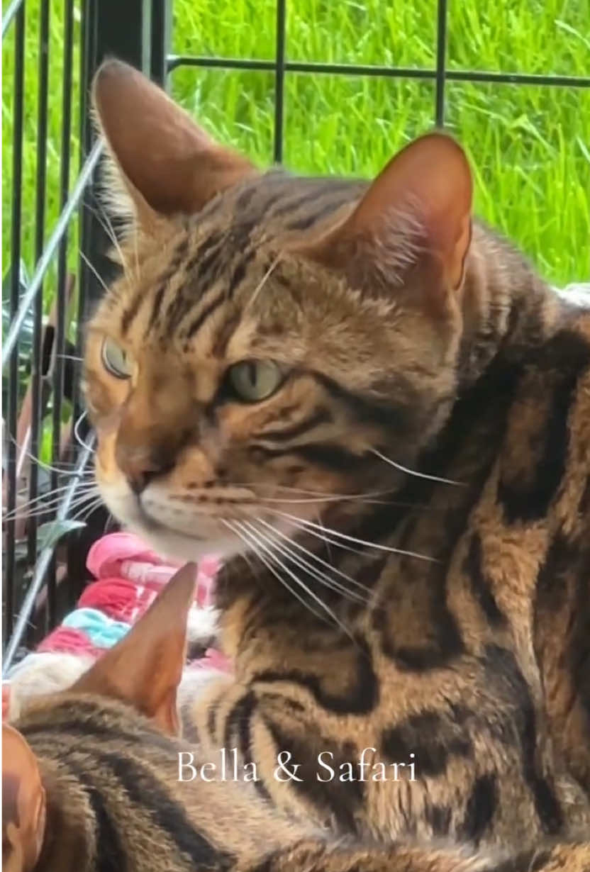 @Jasper🐆Bella🐆Safari🐆