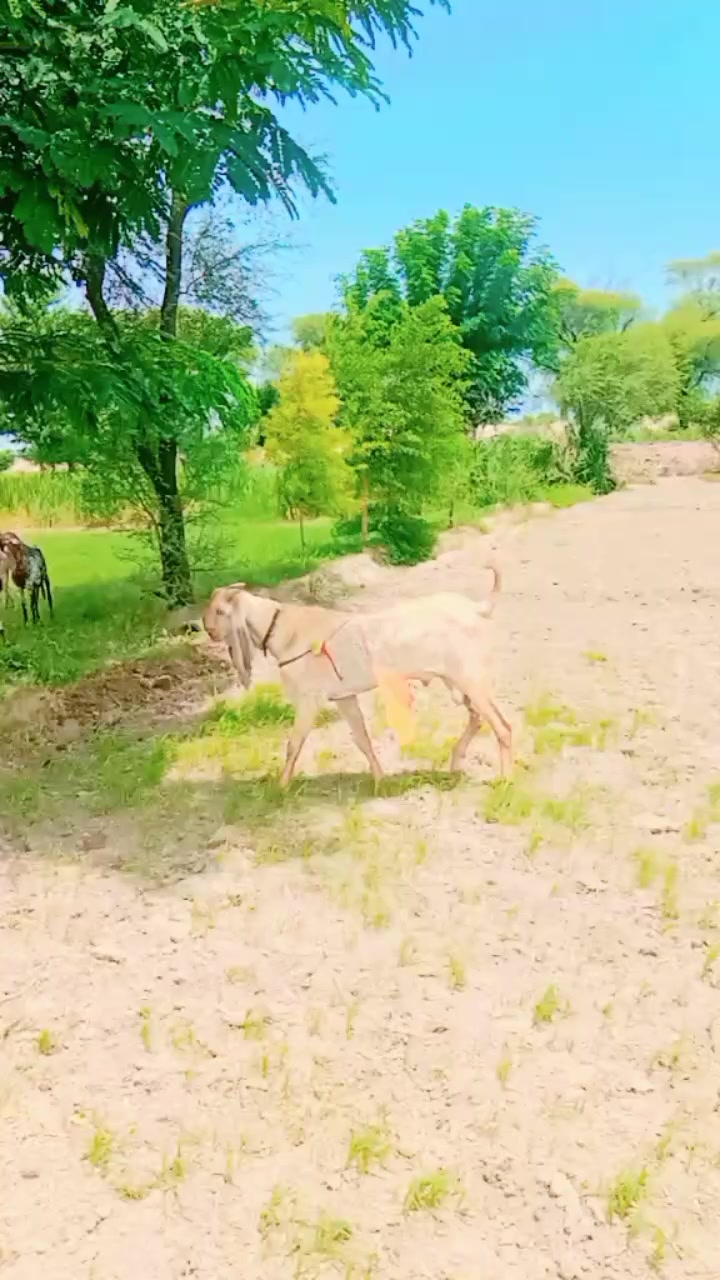 @Rashid Rashid1710