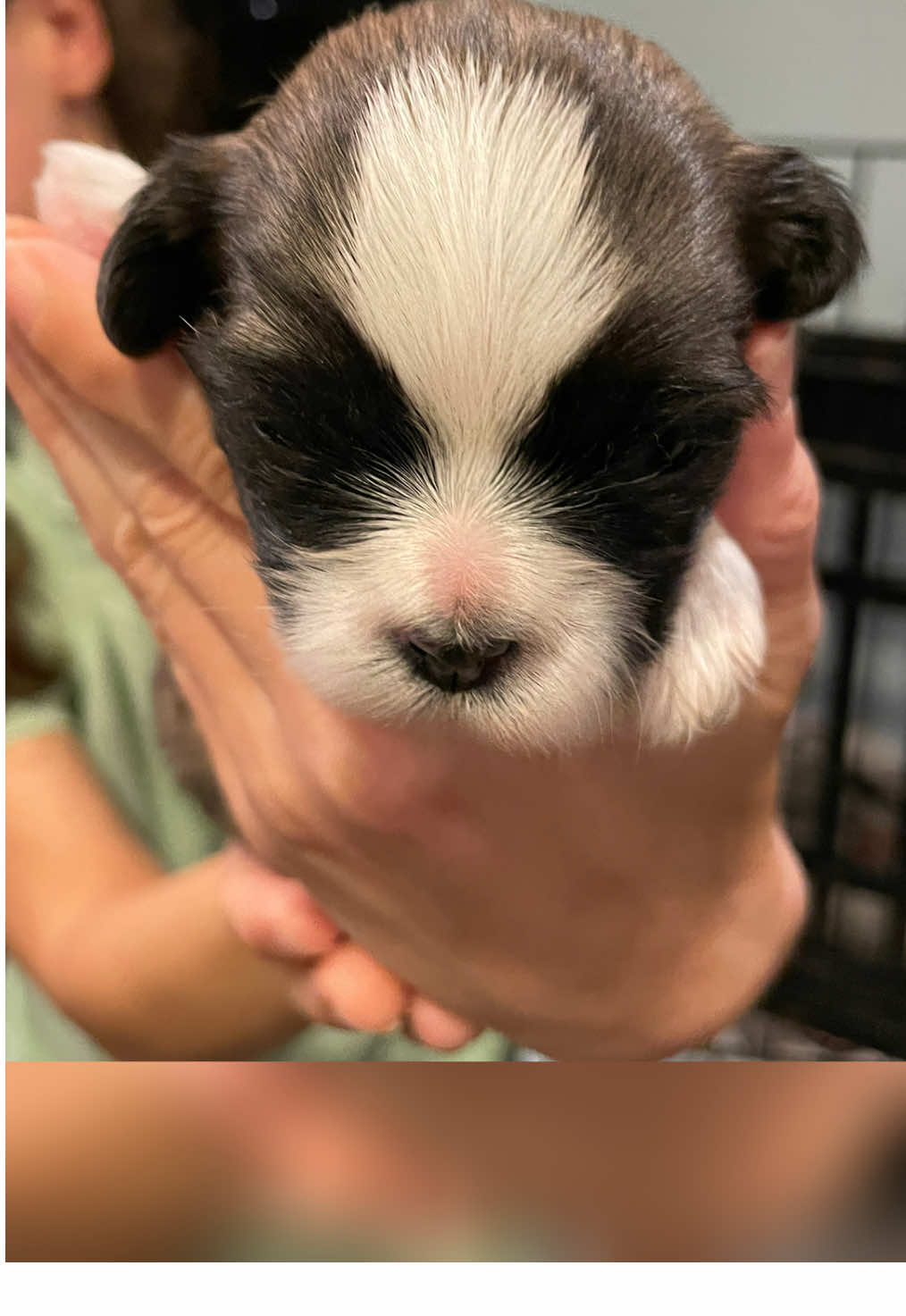 @Twilight Shih Tzu