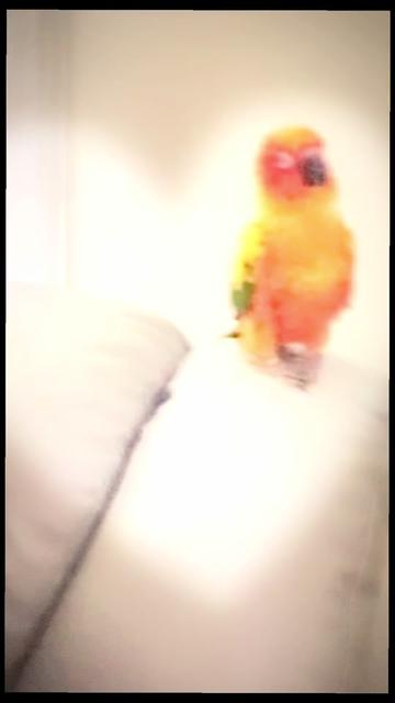 @Mango 🦜La cotorra solar