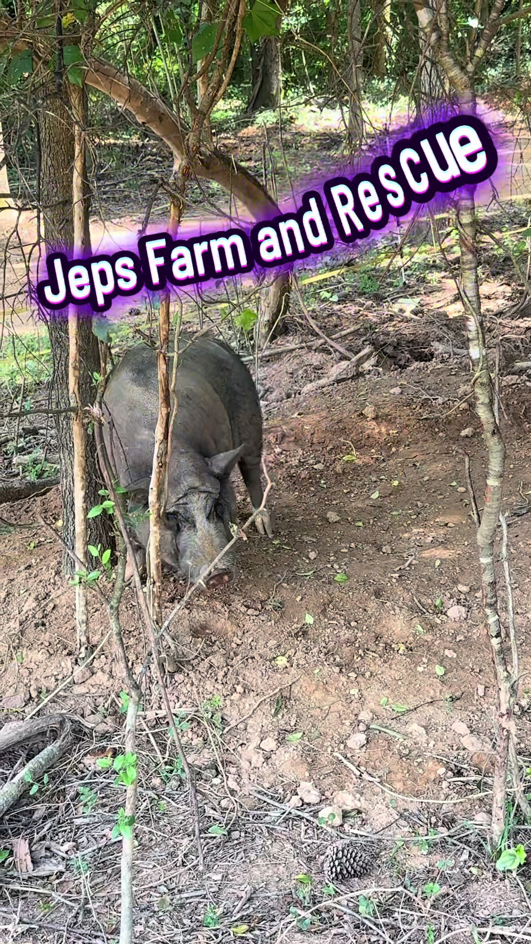 @JEPsFarm