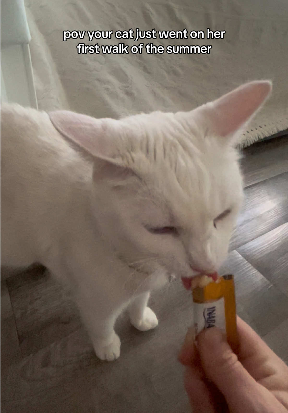 @chicken the white cat