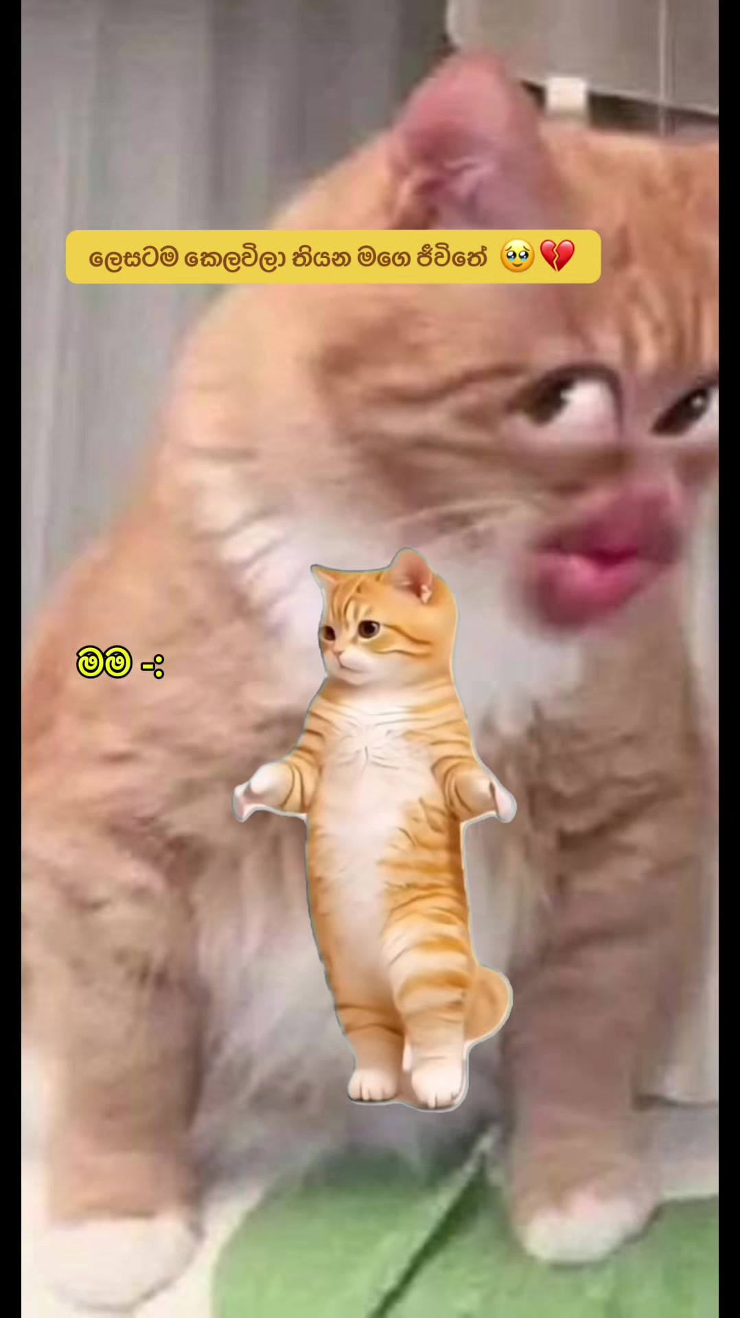 @ʀ ᴀ ꜱ ʜ 🇱🇰