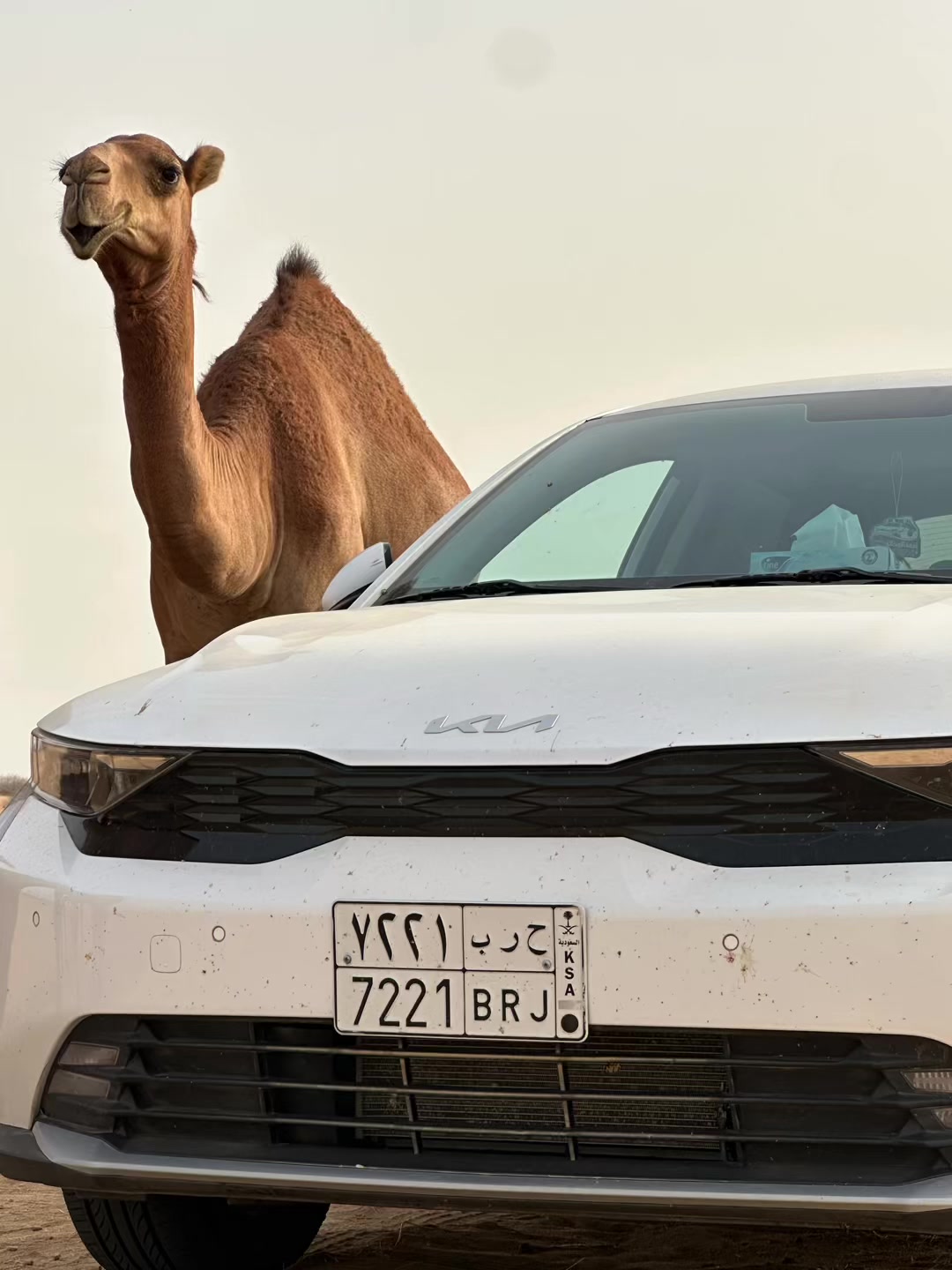 @أبــو أريـــس