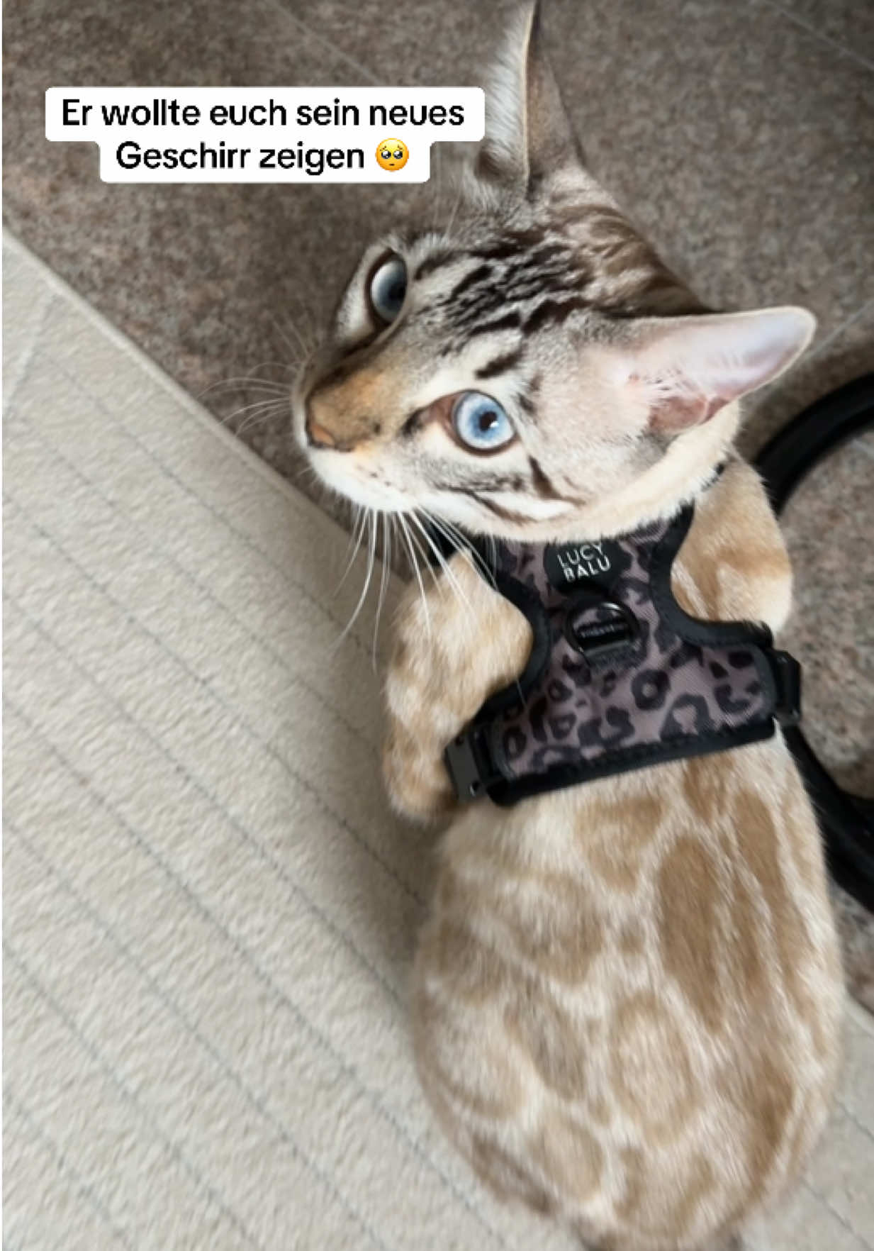@Cat Mommy 🐆🤎