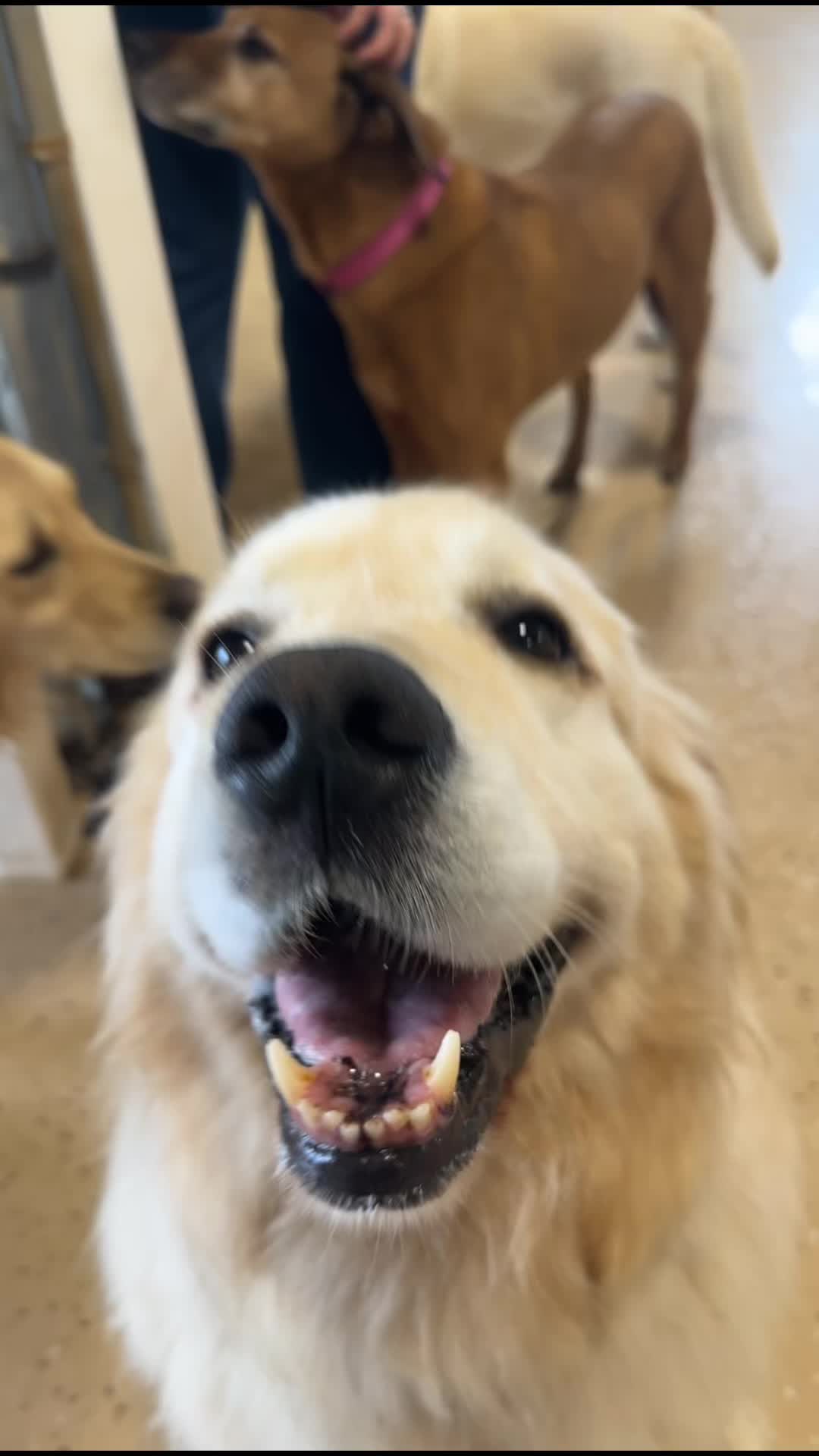 @Canine College