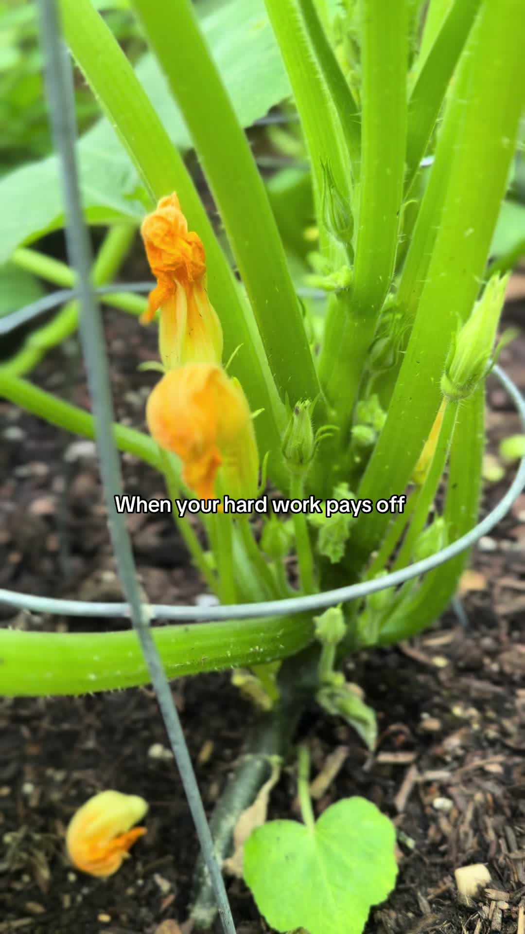 @TTS- Mystic🌻Roots🐣Homestead