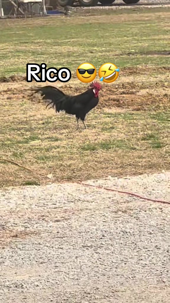 @NonniesFunnyFarm