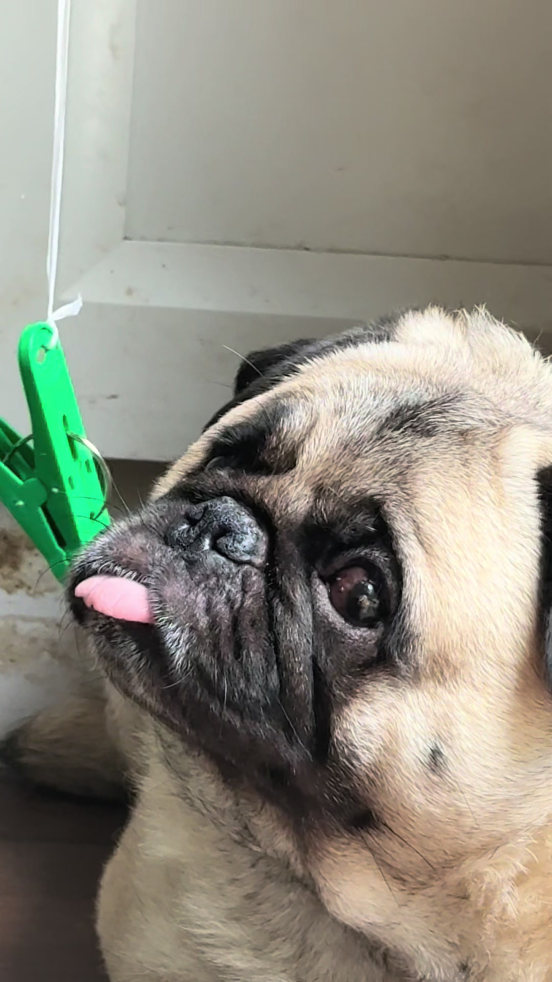 @PEARL - Quadruple-Amputee Pug