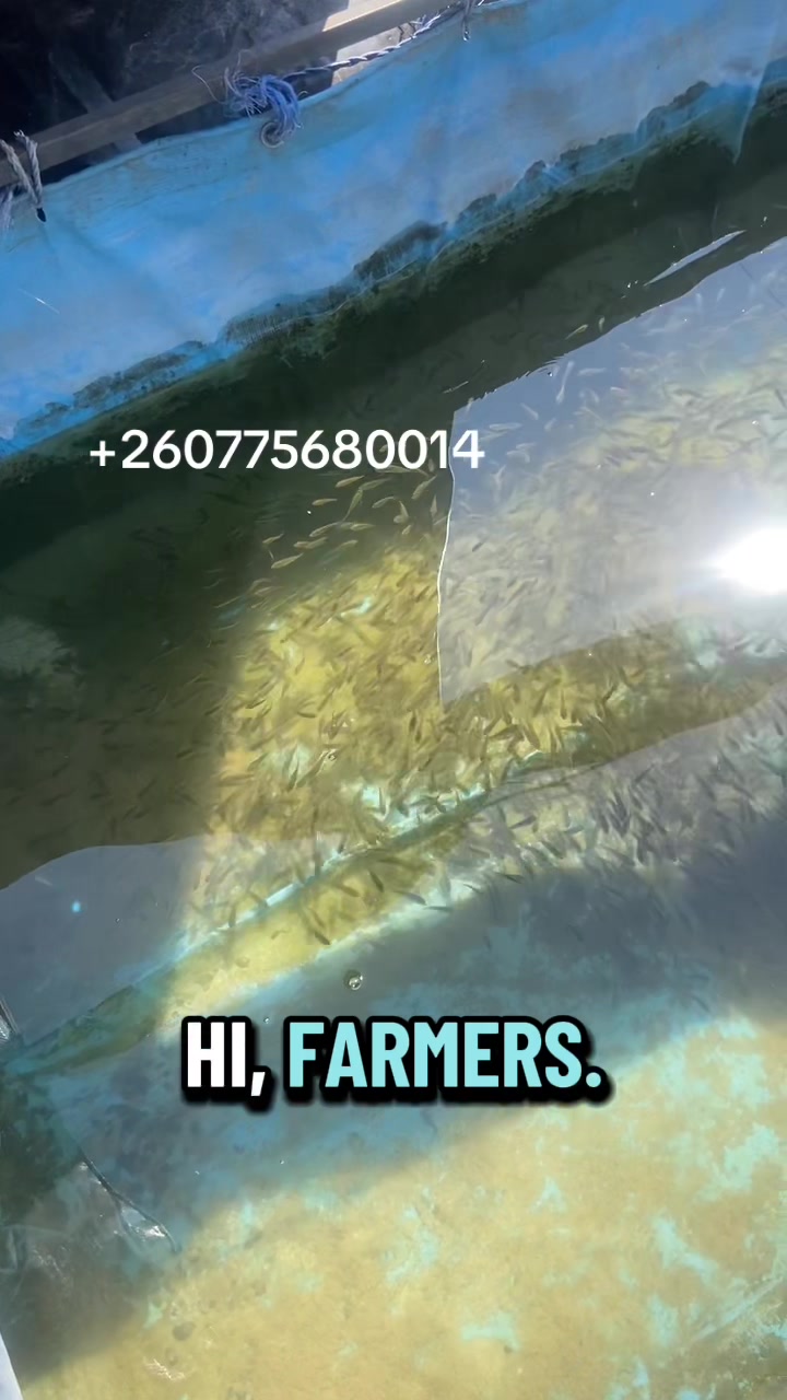 @FishGrow 🐟