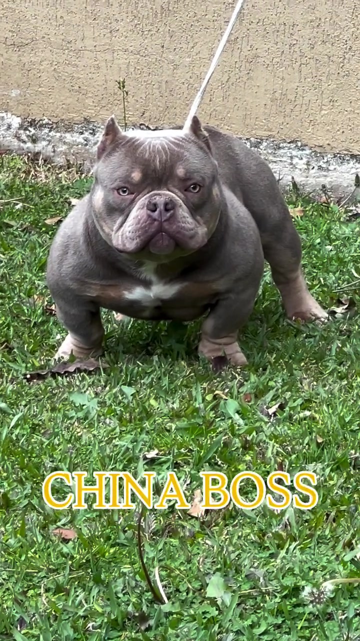 @Bully Brasil
