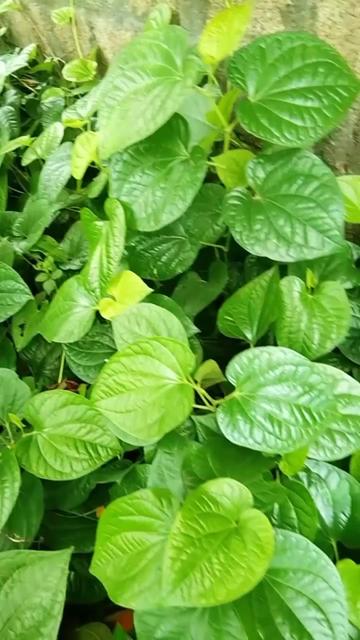 @thương c&ocirc;ng sức khỏe