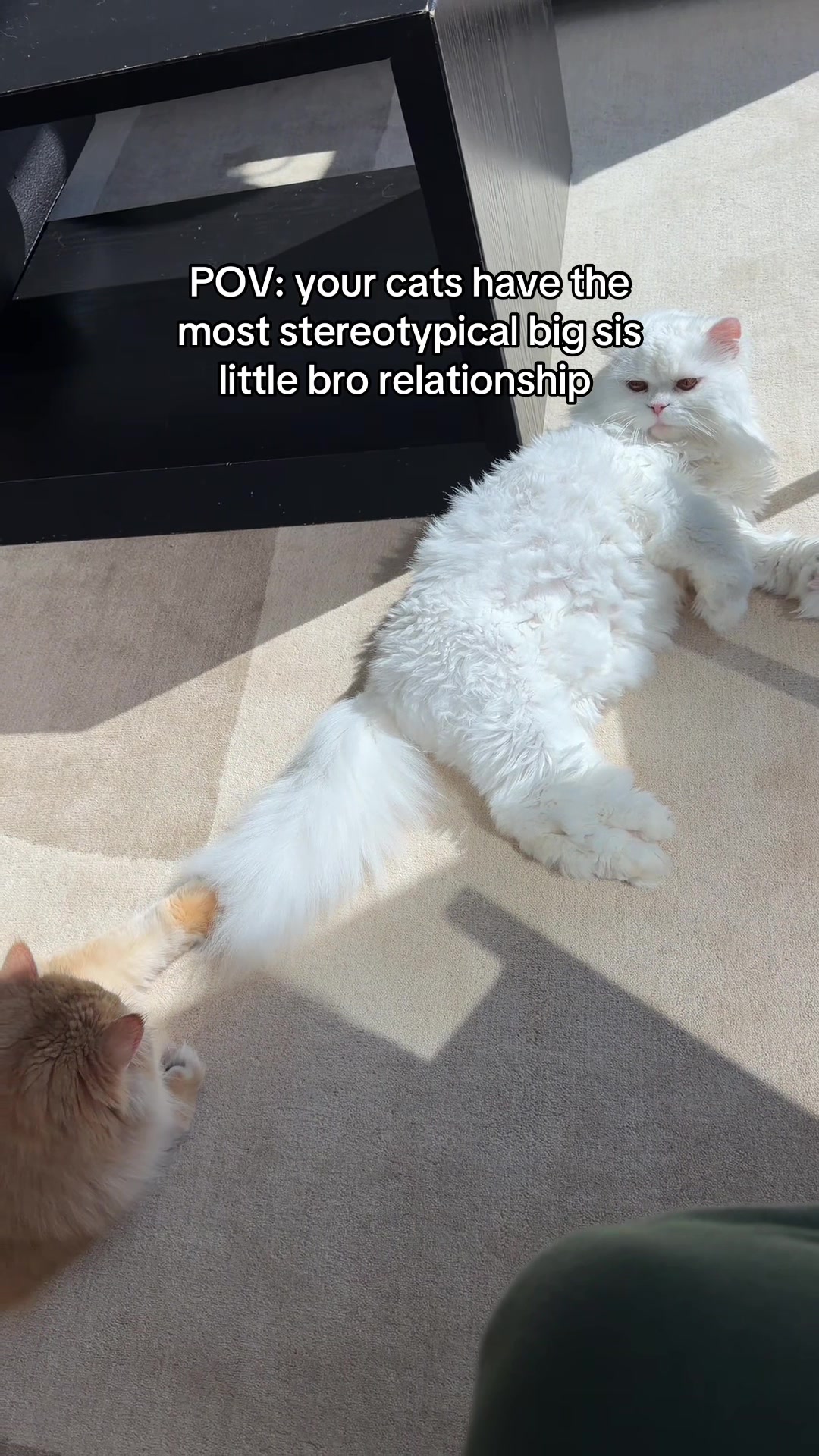 @Cleo the City Kitty