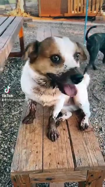 @animarandagia76