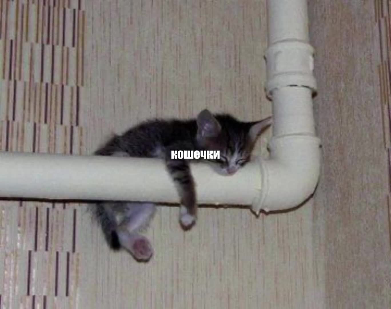 @🕊