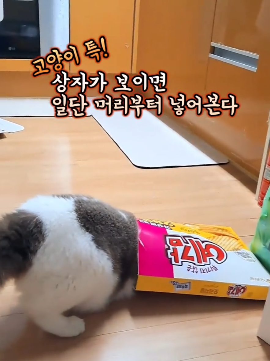 @ddoong2(๋ฑ์ด)