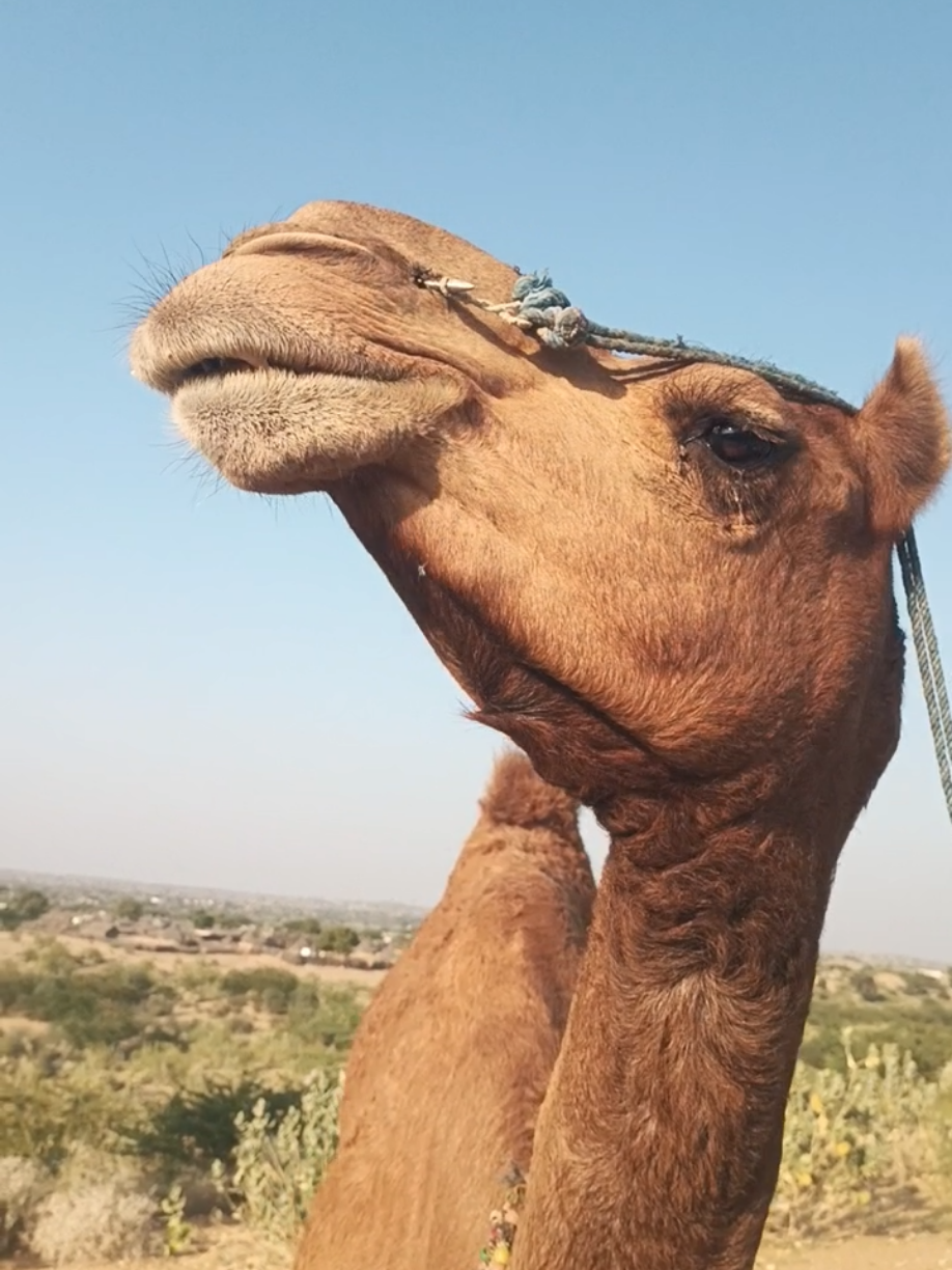 @Animals of desert
