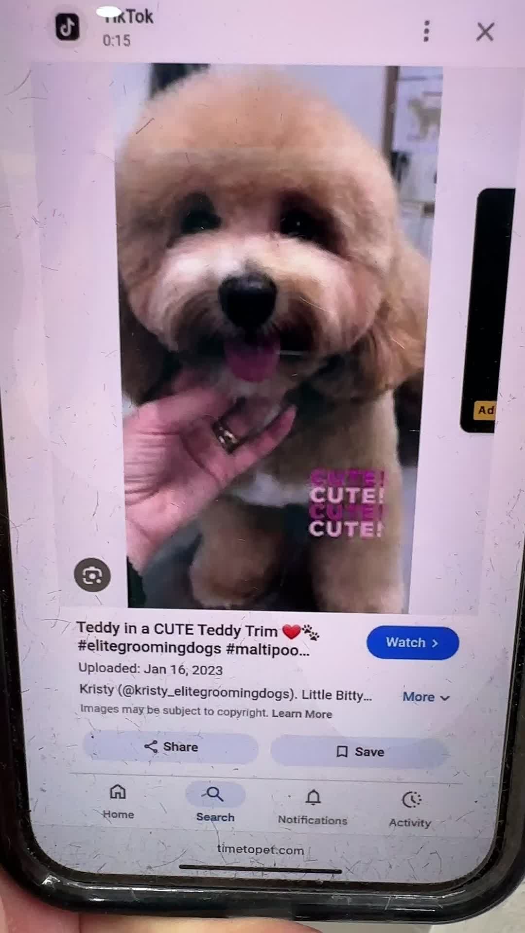 @lovewithtails