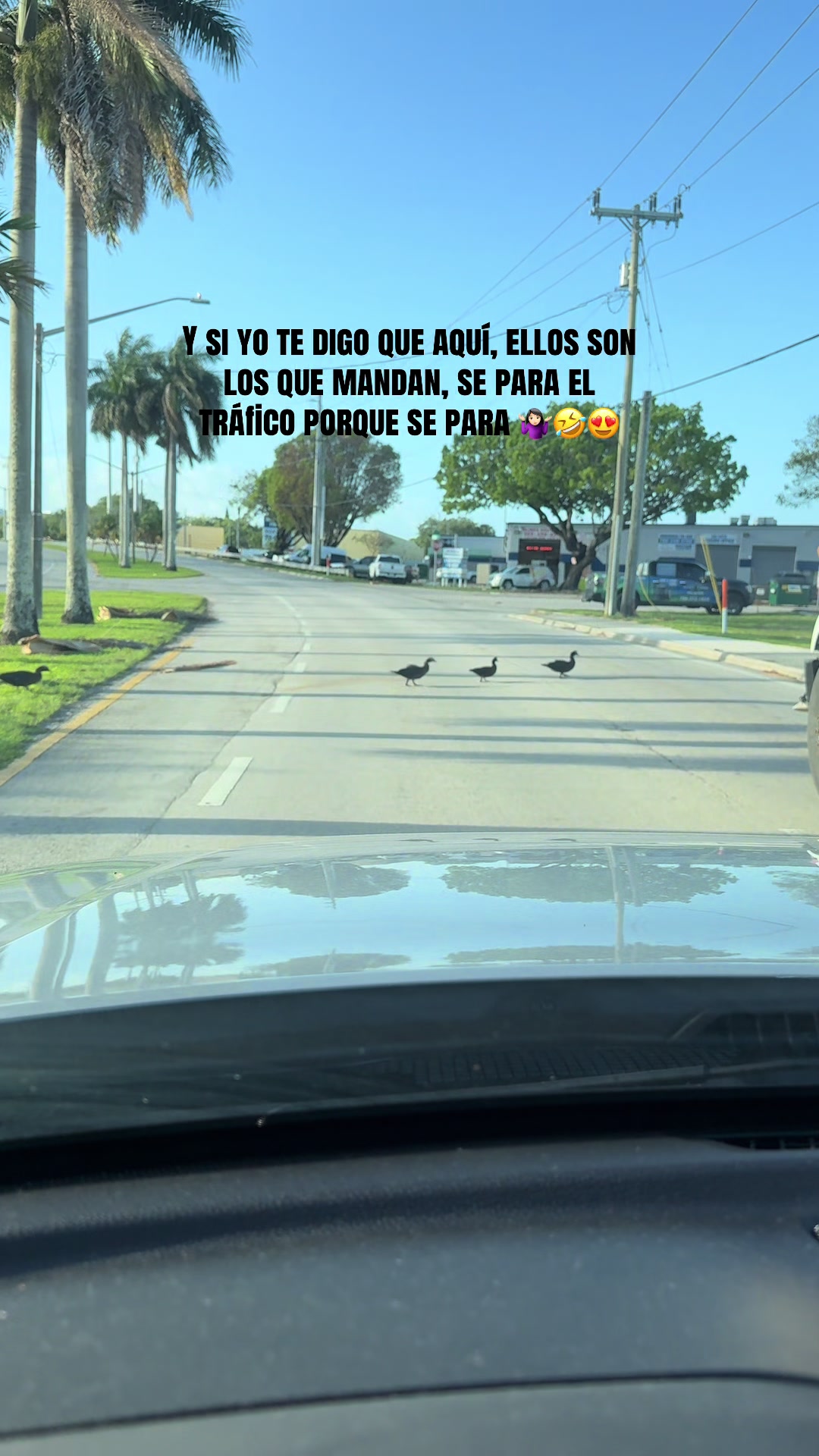 @Dileimysdelpino