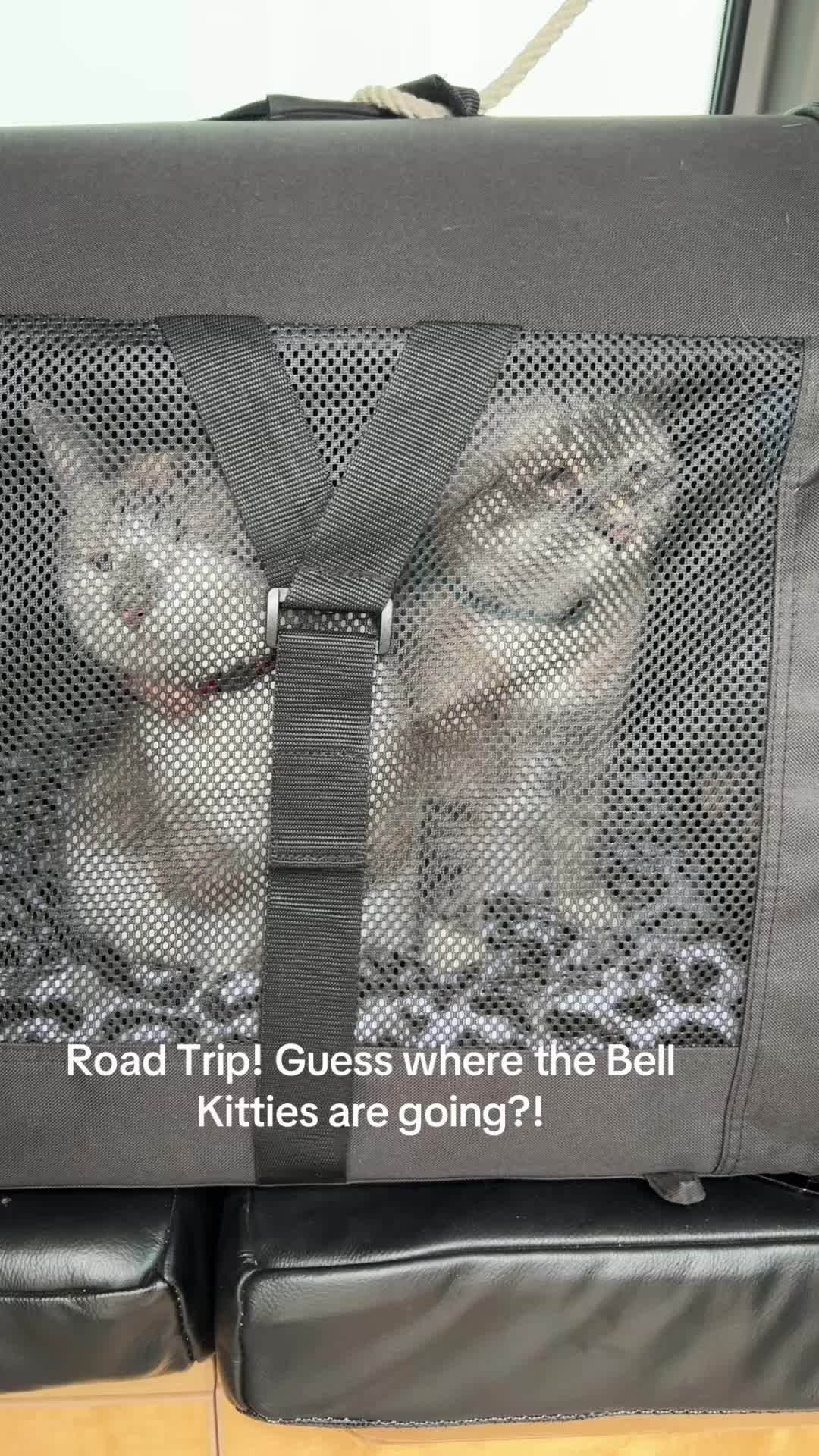 @bellkittiesmom