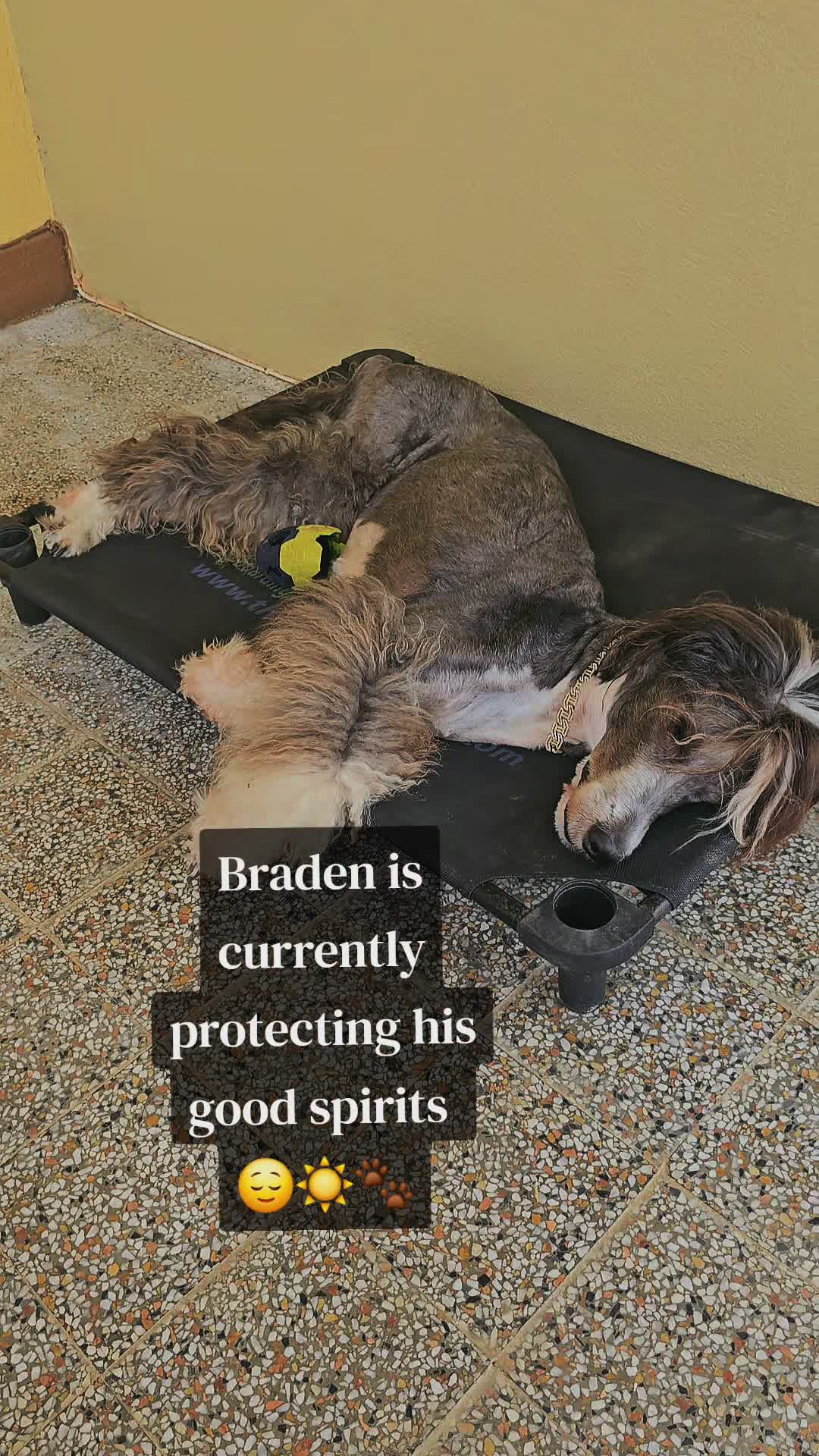 @MixedPetCollective