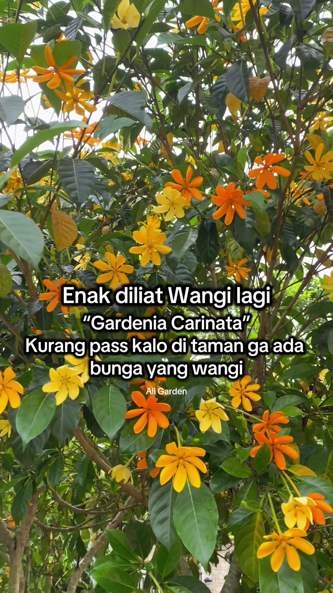@ali_garden82